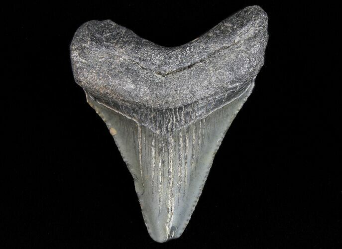 Juvenile Megalodon Tooth - South Carolina #74205